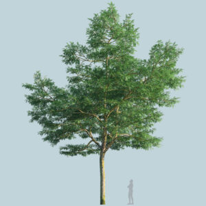 Scanlabz Single Honeylocust Tree A