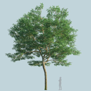 Scanlabz Single Honeylocust Tree B