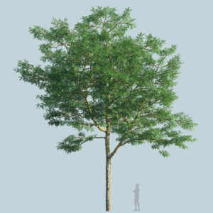 Scanlabz Single Honeylocust Tree C