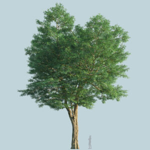 Scanlabz Single Honeylocust Tree D