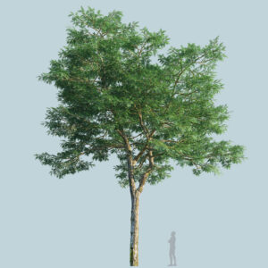 Scanlabz Single Honeylocust Tree E