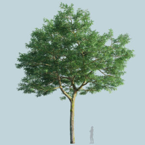 Scanlabz Single Honeylocust Tree F