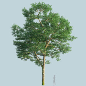 Scanlabz Single Honeylocust Tree G