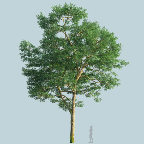 Scanlabz Single Honeylocust Tree G