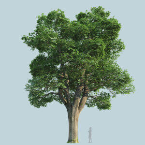 Scanlabz Single Maple Tree A