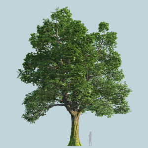 Scanlabz Single Maple Tree B