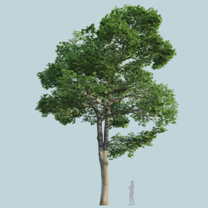 Scanlabz Single Maple Tree C