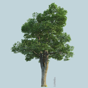 Scanlabz Single Maple Tree D
