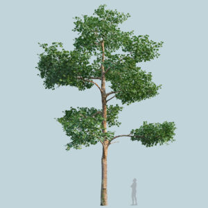 Scanlabz Single Plane Tree A