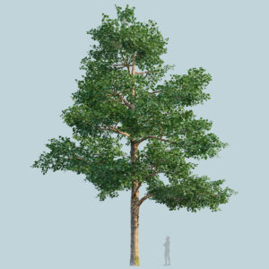 Scanlabz Single Plane Tree B
