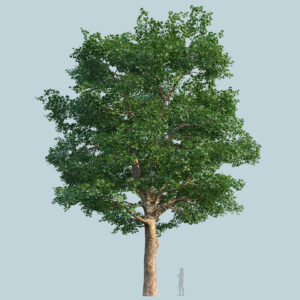 Scanlabz Single Plane Tree C
