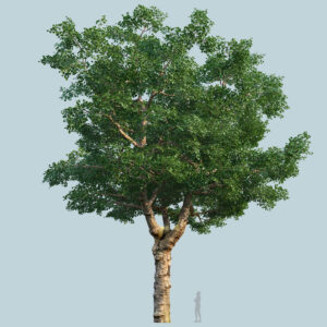 Scanlabz Single Plane Tree D