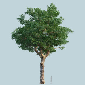 Scanlabz Single Plane Tree E