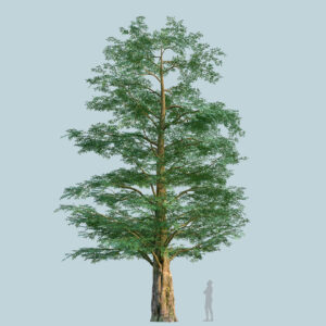 Scanlabz Single DawnRedwood Tree A
