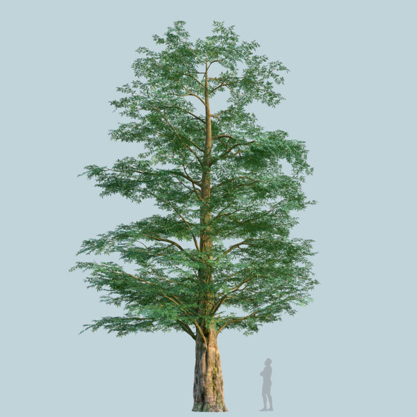Scanlabz Single DawnRedwood Tree A
