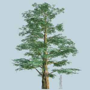 Scanlabz Single DawnRedwood Tree B