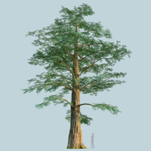 Scanlabz Single DawnRedwood Tree C