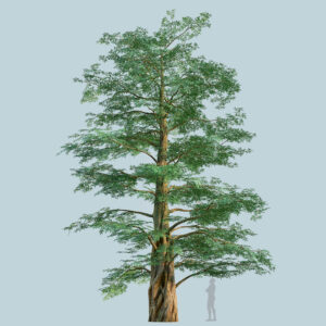 Scanlabz Single DawnRedwood Tree D