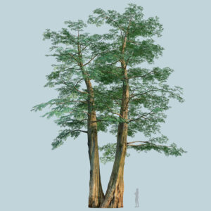 Scanlabz Single DawnRedwood Tree E
