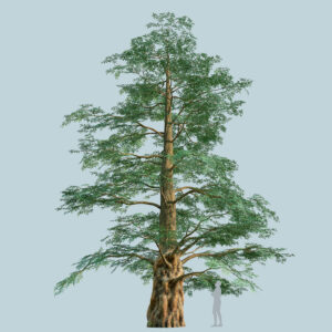 Scanlabz Single DawnRedwood Tree F