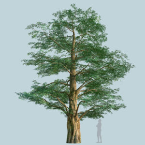 Scanlabz Single DawnRedwood Tree G