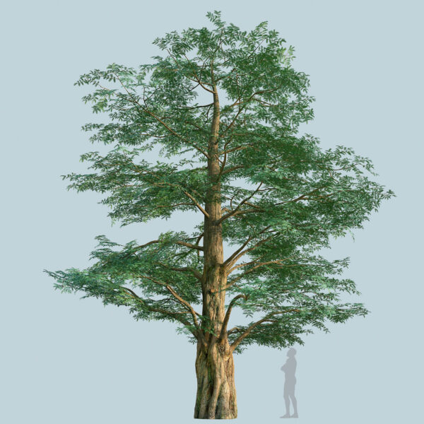 Scanlabz Single DawnRedwood Tree G